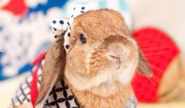 爆料网红兔子视频大全集,萌宠欢乐时光回顾